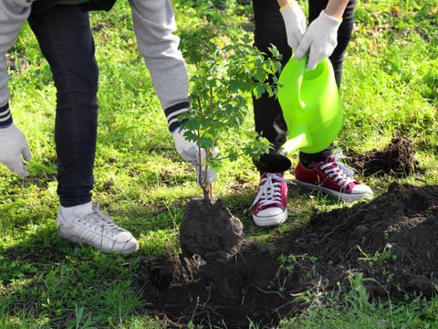 Schüler gießen Pflanzen