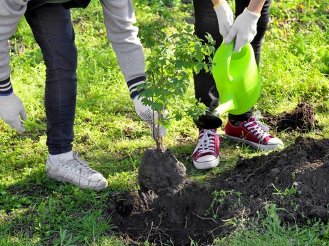 Schüler gießen Pflanzen