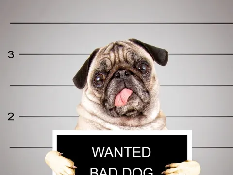 Böser Hund