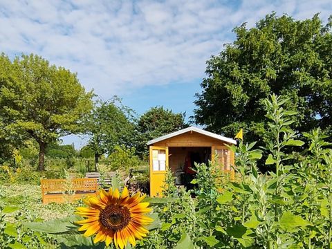 Fel d mit Sonnenblumen, im Hintergrund ein Gartenschuppen