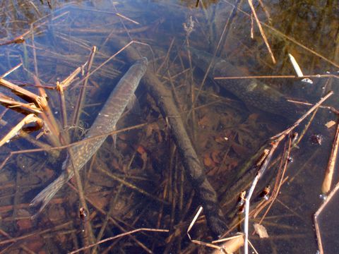 Hechte nach Besatz, 2 Hechte schwimmen im flachen Gewässer zwischen Schilfhalmen und Ästen