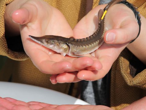Störbesatz in der Havel bei Ketzin. Zwei Hände halten einen kleinen Stör,