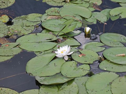 Weiße Seerose (Nymphaea alba). Das Foto zeigt drei Rosenblüten zwischen vielen Seerosenblättern.