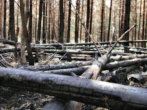 Waldbrände entstehen oft durch fahrlässiges Verhalten (Bild: Berliner Forsten)