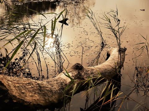 Baumstamm im Wasser