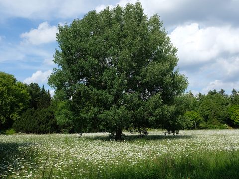 Zitterpappel (Bild: Rudolf Fenner)