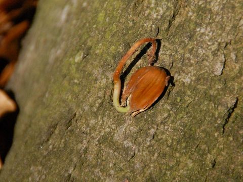 Buchenkeimling auf Baumrinde (Bild: Berliner Forsten)