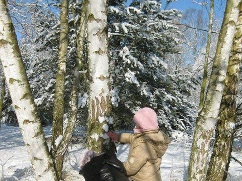 Spiel an Winterbirken (Bild: Berliner Forsten)