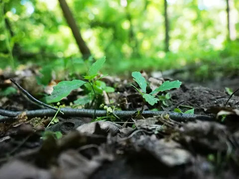 Waldentwicklung, Junge Eichen