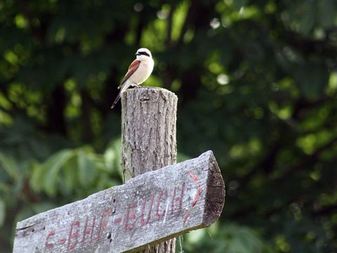 Viele Wege führen in den Hobrechtswald