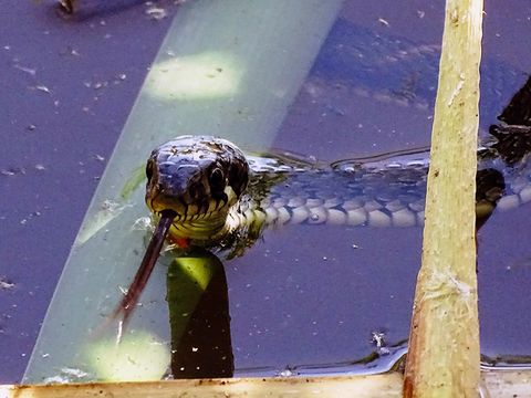 Ringelnatter bei der Jagd im Kleinen Reinigungsteich