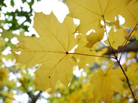 Herbstlaub