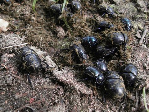Schaffung neuer Lebensräume durch die Waldweide