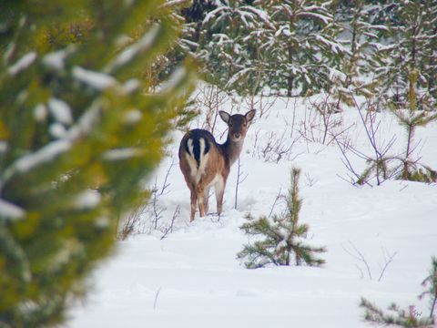 Damwild (Bild: Berliner Forsten)