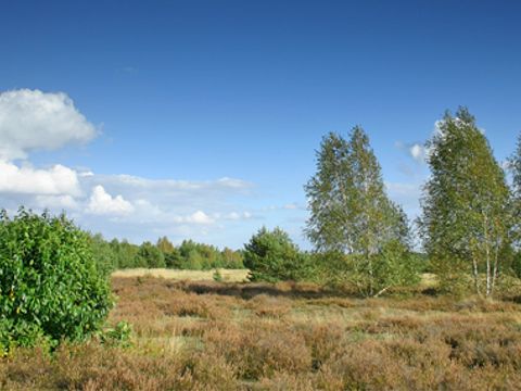 Schönower Heide