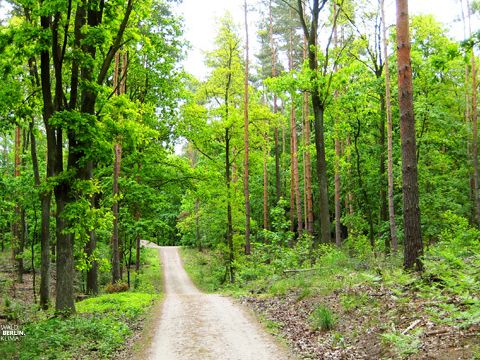 Wald. Berlin. Klima. – Die Ausstellung im Wald