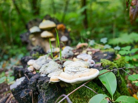 Totholz mit Bewuchs durch Baumpilze