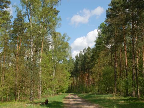 Waldweg, von Laub- und Mischwald umgeben (Bild: Berliner Forsten)