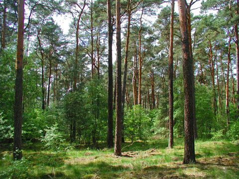Mischwald