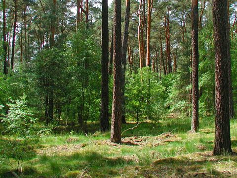 Mischwald