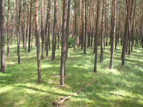 Einschichtiger, naturferner Kiefernreinbestand (Bild: Berliner Forsten)