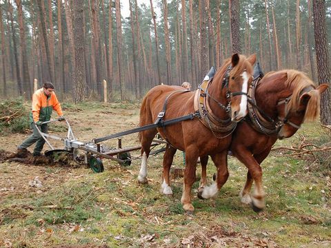Waldbearbeitung mit Rückepferden (Bild: Berliner Forsten)