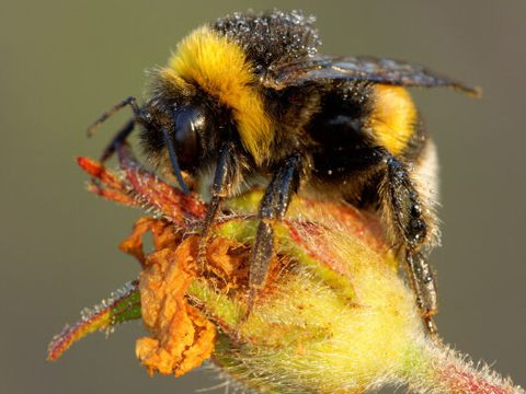 Erdhummel auf einer Blüte (Bild: Nature Today - Fotolia.com)