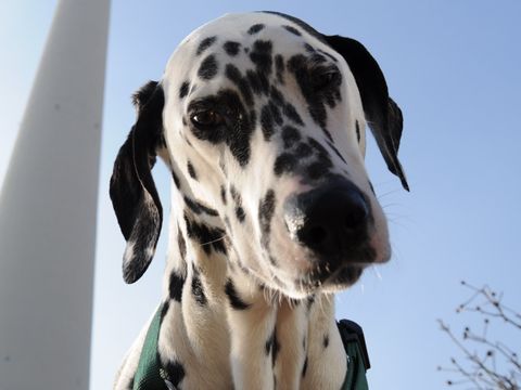 Hund mit Fernsehturm im Hintergrund