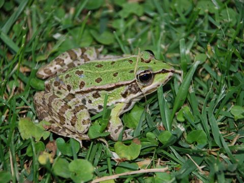 Ein Laubfrosch auf der Wiese