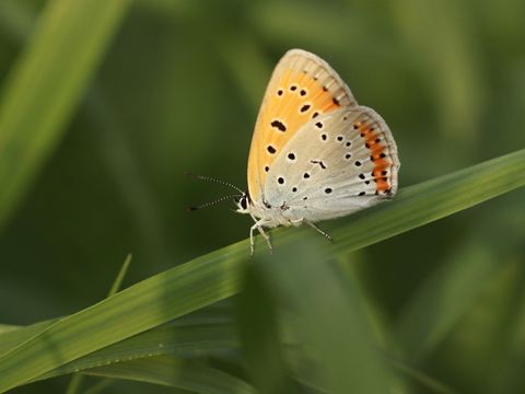 Großer Feuerfalter (Lycaena dispar) (Bild: scarlet61 - Fotolia.com)