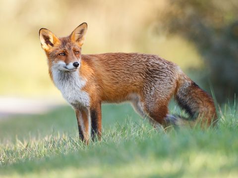 Ausgewachsener Rotfuchs steht auf einer Wiese