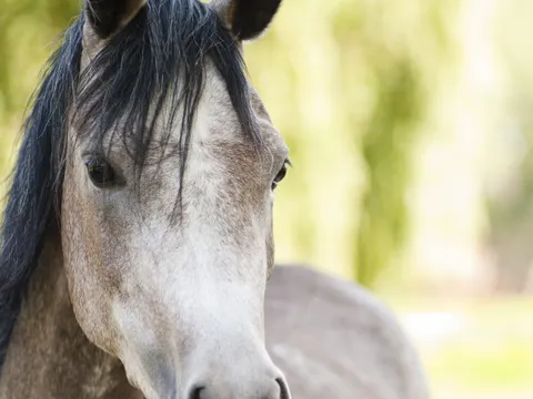 Ein graues Pferd mit schwarzer Mähne im Vordergrund und im Hintergrund eine Wiese und Bäume