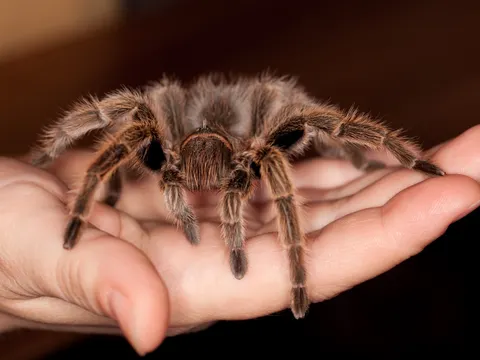 Vogelspinne sitzt auf einer Hand