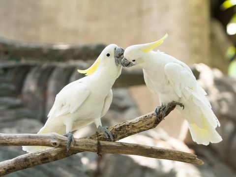 Kakadus (Bild: peerayot - Fotolia.com)