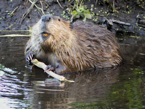 Biber im Wasser
