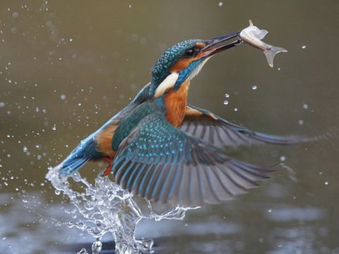 Eisvogel mit Fisch im Schnabel - Alcedo atthis
