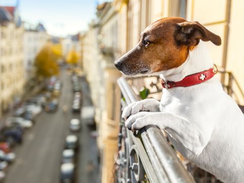 Hund blickt von einem Balkon herunter auf eine Straße in der Großstadt