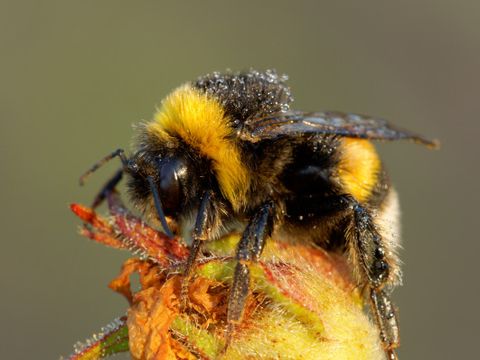 Biene auf einer Blüte