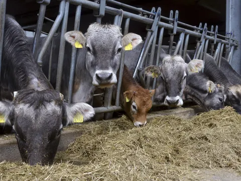 Rinder in einer Stallanlage fressen Stroh