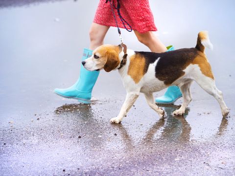 Frau führt einen Hund an der Leine über eine Straße