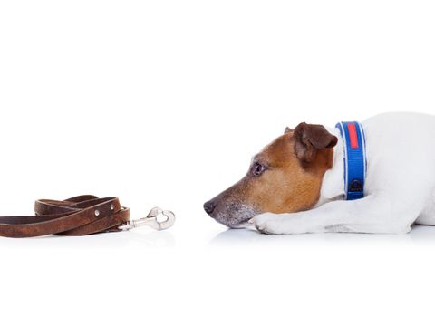 Auf dem Boden liegender Hund blickt auf zusammengerollte Hundeleine