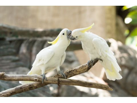 Kakadus,Cacatua galerita