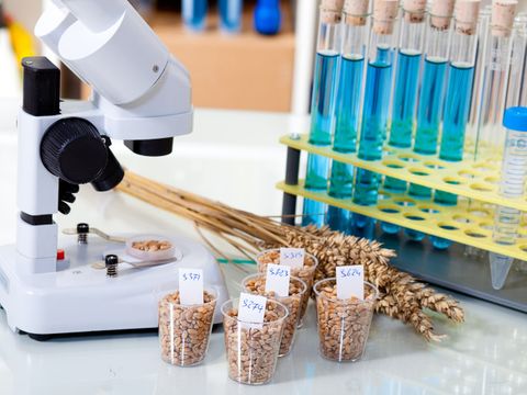 Mikroskop Gläser mit Korn und Reagenzgläser