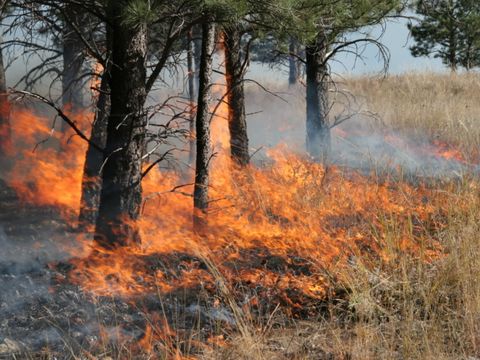 Waldbrand