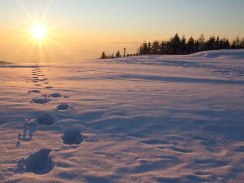 der sonne entgegen