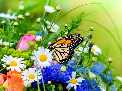 Blumenwiese