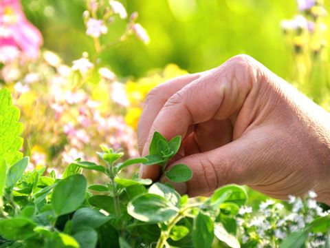 Hand im Kräuterbeet (Bild: Stefan Körber – Fotolia.com)