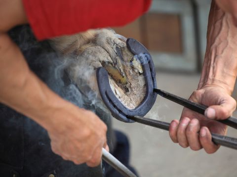 Hufschmied setzt ein Hufeisen an