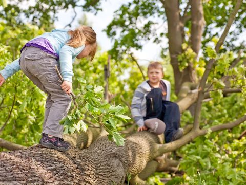 Balancierende Kinder im Wald