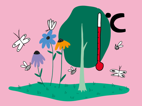 Zeichnung von verschiedenen Pflanzen und Insekten neben einem Thermometer